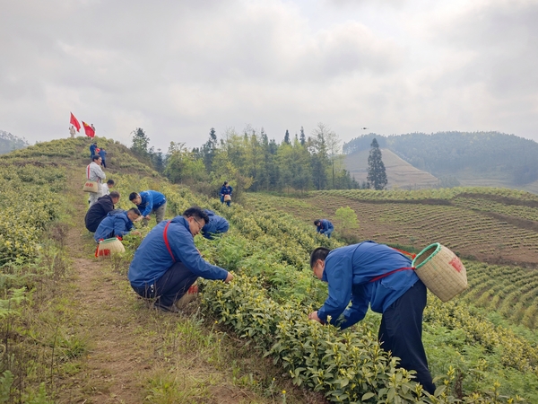 采茶现场-1.jpg